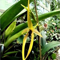 Bulbophyllum Wilbur Chang .  Makro .