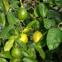 Cytryny na drzewku