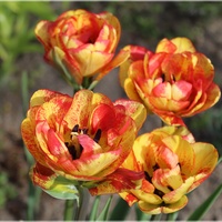 Gorące tulipany...