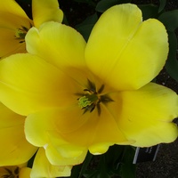 Jeszcze jeden tulipan Golden Apeldoorn