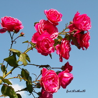 Kwiaty w różowym kolorze