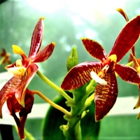 Phalaenopsis Corni  Cervi - Dark  Red .