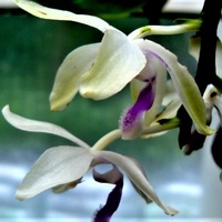 Phalaenopsis Fimbriata .  Makro .