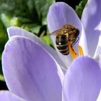 Pszczółek Jeszcze 