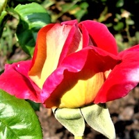  Róża - Acapella Tanallepa .  Makro .