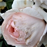 Róża - Andre de Notre Meiceppus .  Makro .