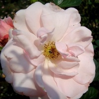  Róża - Astrid Lindgren Pouluf .  Makro .