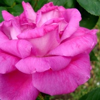 Róża - Ausroyale .