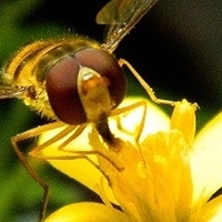 Słoneczny nektar:)