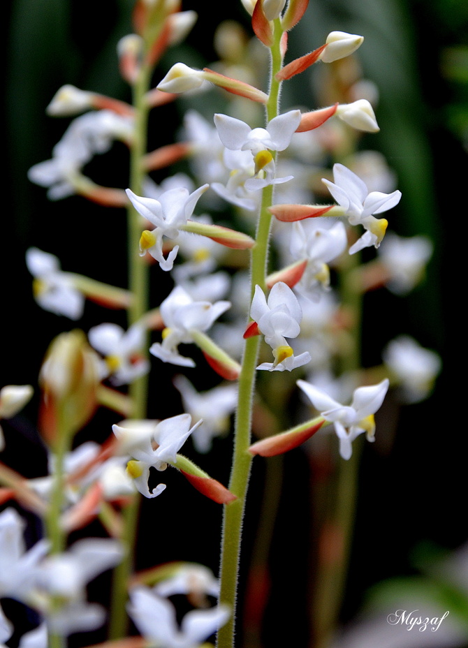 klejnotowa orchidea - ludisia 