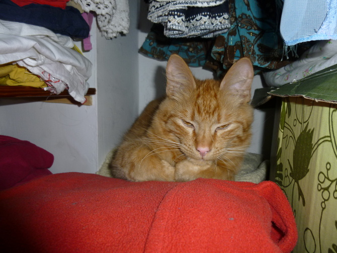 Kocie zasypianie w mojej szafie! :)