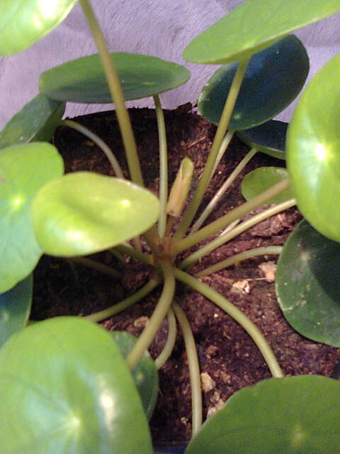 Pilea peperomioides - pieniążek nowy liść rośnie