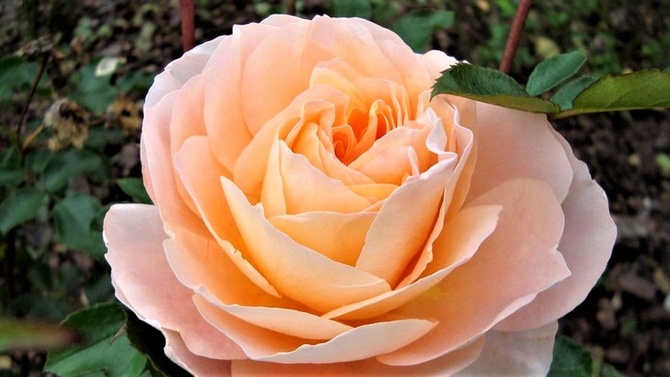 Róża - Sangerhauser Jubilaumrose .