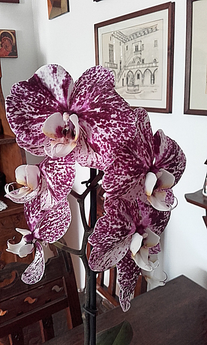.#Storczyk-orchidea...zaszalał...