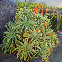 Aloes.....