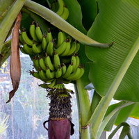 bananowy urodzaj
