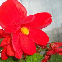 ..#Begonia w gorącym kolorze,na rozgrzewkę....