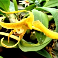 Bulbophyllum Lobii .  Makro .