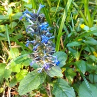 Niebieskie kwiaty dziko rosnące