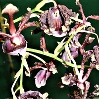 Oncidium Fuscatum .