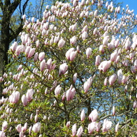 Pąki kwiatowe,magnolia