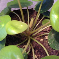 Pilea peperomioides - pieniążek nowy liść rośnie