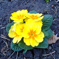 Słoneczna Primula