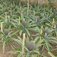 Uprawa ananasów ........