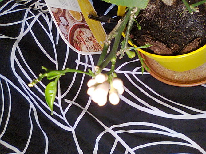 Cytryna pąki kwiatowe i nowe liście