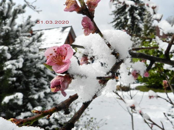 Kwiaty brzoskwini w śniegu