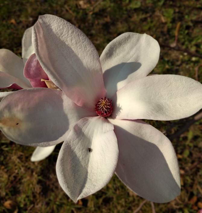 Niedługo zakwitną magnolie