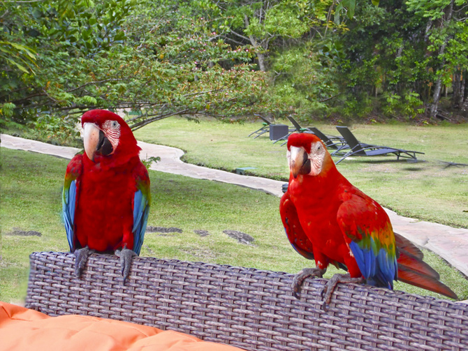 Papugi z Amazonii