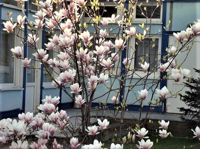 W zaciszu nieśmiało zakwitła magnolia .