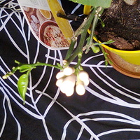 Cytryna pąki kwiatowe i nowe liście
