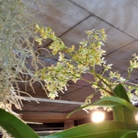 Epidendrum Vericosum