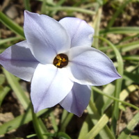 Ifejon-pierwszy kwiatuszek.