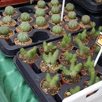 Kaktusiki w Otmuchowie.....