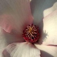 Niedługo zakwitną magnolie