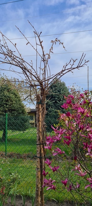 Glicynia i magnolia