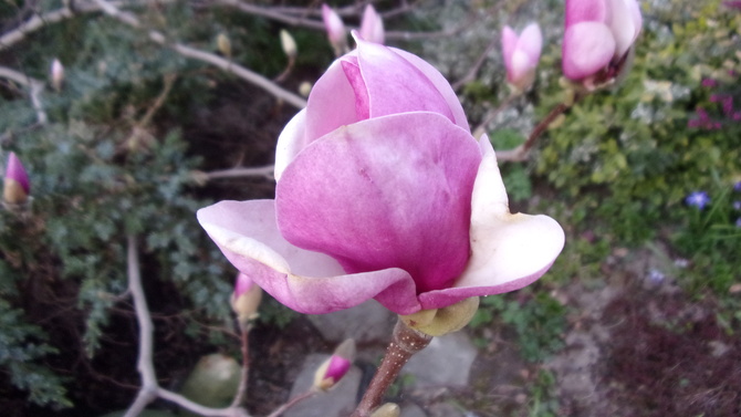 Pechowa magnolia.