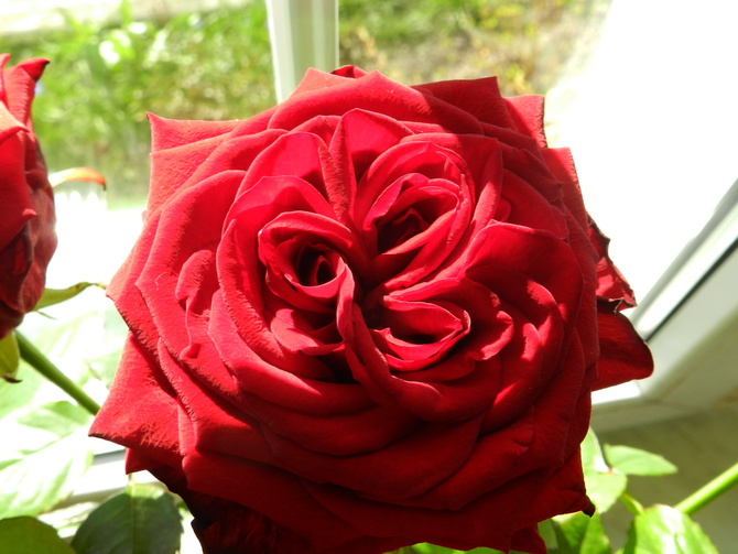 Róża królowa kwiatów