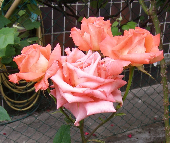 Róża o nazwie FOLKLORE.