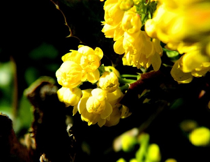 Słoneczne kwiaty mahonii