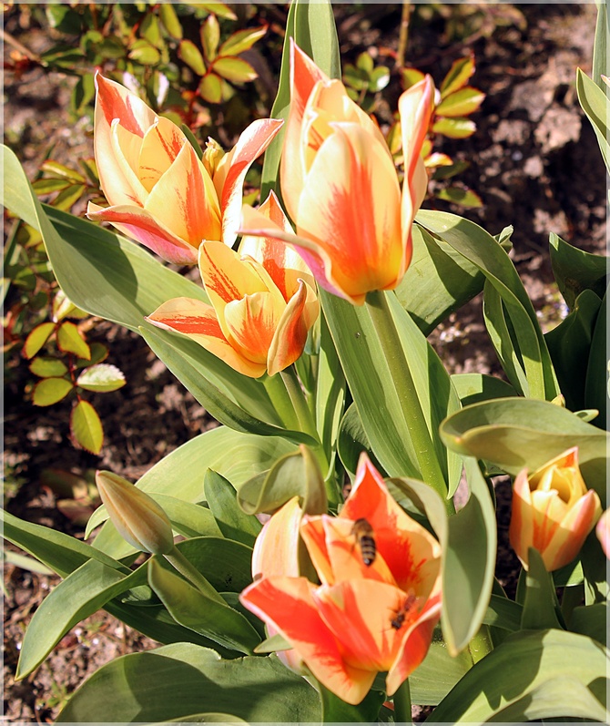 Słoneczne tulipany...