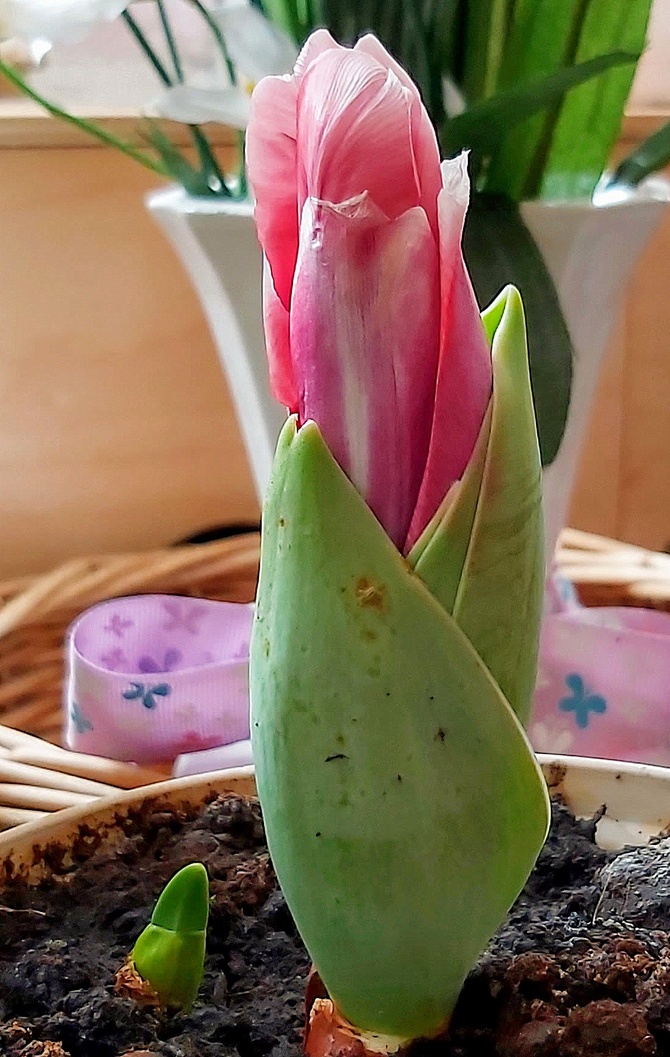 tulipan będzie kwitł
