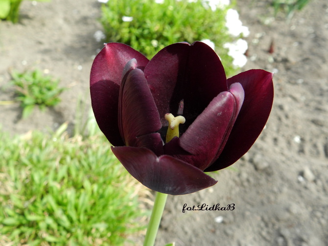 Tulipan ciemny fiolet