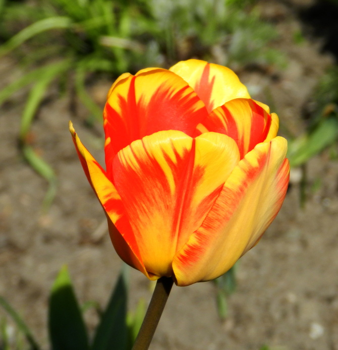 Tulipan żółto-czerwony