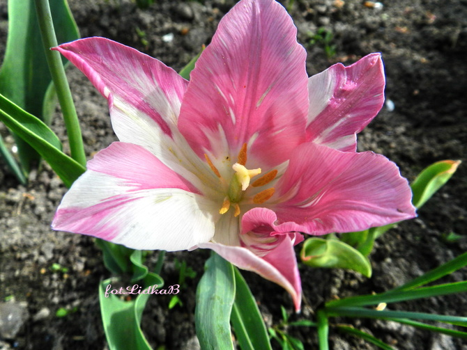 Tulipan różowo-biały