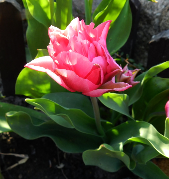 Tulipan różowy
