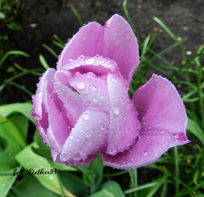 Tulipan z kroplami deszczu